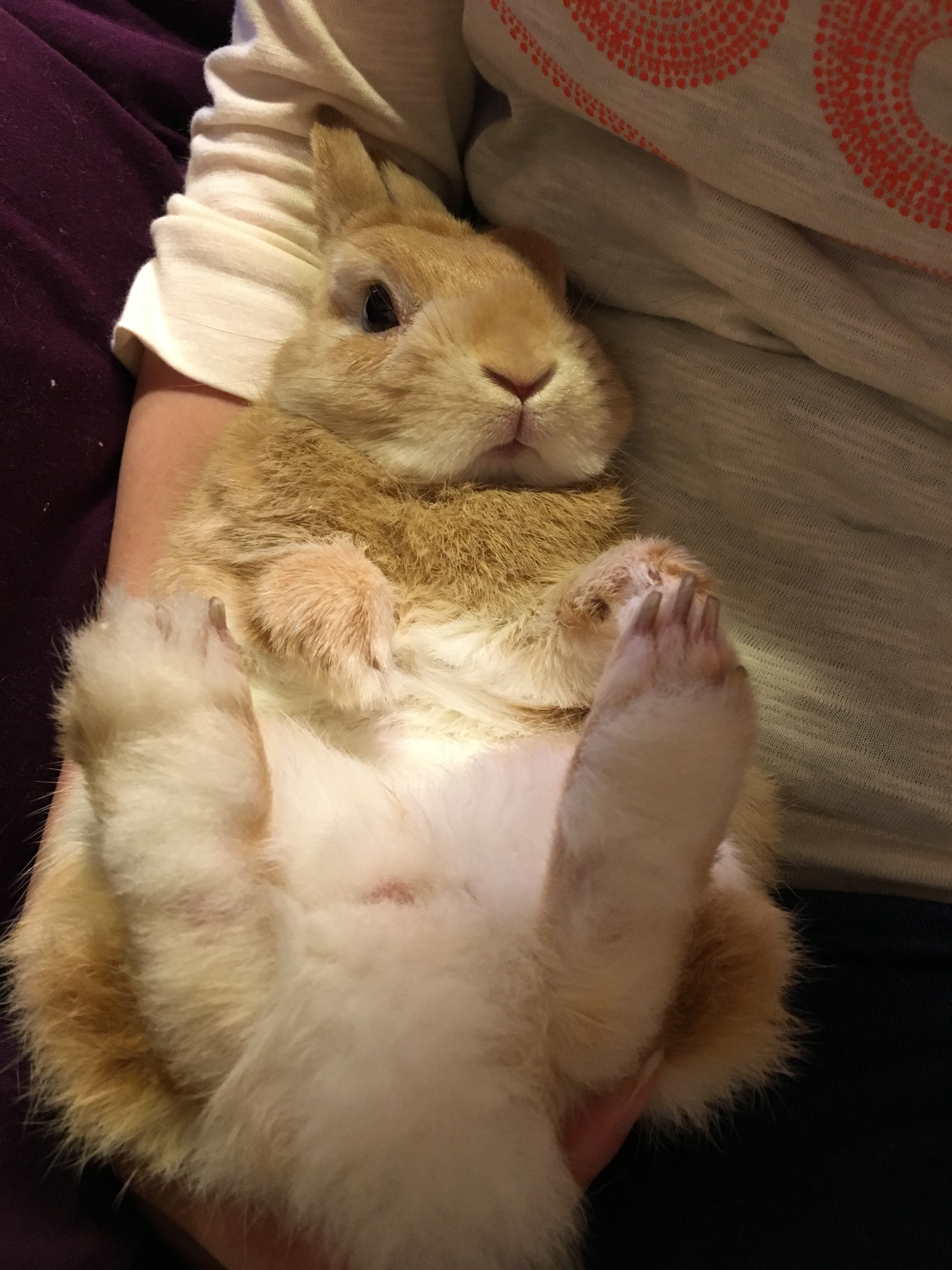 うさぎのソアホック対策 Tokyo Short Sight